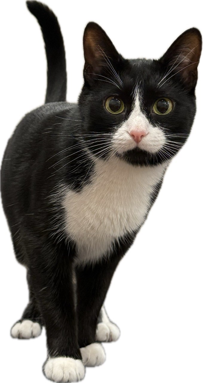 Наш кот Федя